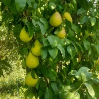 باغ روستای خوش آب و هوای زواریان|فروش زمین و ملک کلنگی|سلفچگان, |دیوار