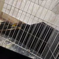 سهره کرمانی بخوان