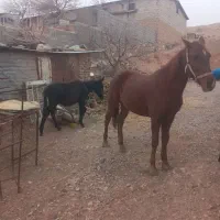 اسب مادیون باکره قاطره اروم سواری