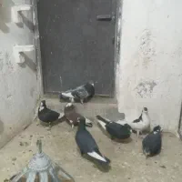 نر تبعیدی گردن کلفت زرند