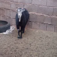 بز چاق چاق مفت