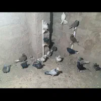 کبوتر نر ماده