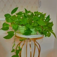 گلدان. گلدان پتوس|گل و گیاه طبیعی|تهران, شهرک ولیعصر جنوبی|دیوار