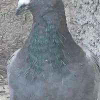 سلام یکی قفس بزرگ با وسایل ۵۰۰ت و دوتا کفتر پلاکی