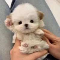 توله چشم دکمه ای فقط ۳۹۰۰|سگ|پرند, فاز ۵|دیوار