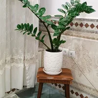 زامفولیاو... با قیمت عالی