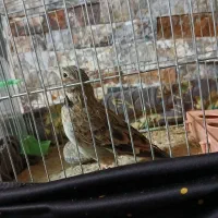 قناری طبیعت نر