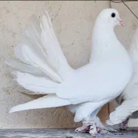 کبوتر سفید دم چتری خوشکل