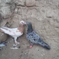 یک گربه اهلی تربیت شده ودوجفت کبوتر|گربه|زابل, |دیوار