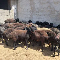 میش جوان داشتی ۲۵ راس