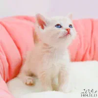 میوشاپ (گربه بریتیش/ اسکاتیش /پرشین)