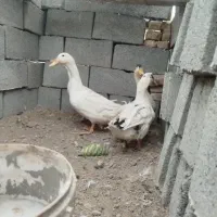 چهار عدد مرغابی