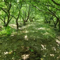 باغ ۳۴۰ متری چهاردیوار سنددار یکساله|فروش خانه و ویلا|شهریار, کرد امیر|دیوار