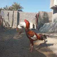 سلام یک عدد خروس  درجه یک برای فروش