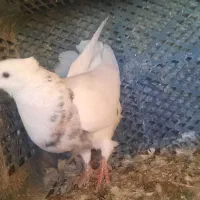 ۴ عدد ۵۰۰ تمن کبوتر گشتی|پرنده|سنندج, |دیوار