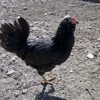 مرغ گلین|حیوانات مزرعه|هشتگرد, تهران دشت|دیوار