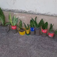 گل وگیاه سانسوریا