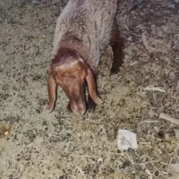 بره نر