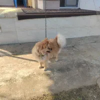 سگ پاه کوتاه پامر ماده