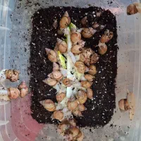 حلزون|خزنده|تهران, ترمینال غرب|دیوار