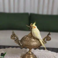 عروس