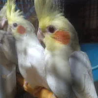 عروس هلندی نر و ماده سخنگو