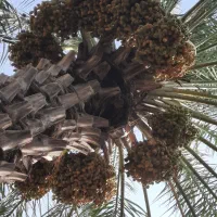 خرمای زاهدی درجه یک، فروش مستقیم از تولیدکننده|عمده‌فروشی|بوشهر, |دیوار