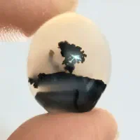 سنگ شجرتک درخت