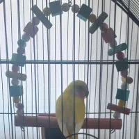 کوتوله