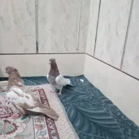 کفتر نقشی|پرنده|ساوه, |دیوار
