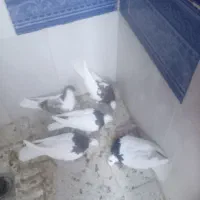 صده طوقی پنج عدد