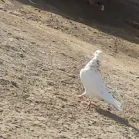 کبوتر تهرانی