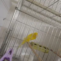 قناری نر رسمی بلند