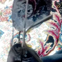 عینک دو چرخه|دوچرخه، اسکیت، اسکوتر|سنقر, |دیوار