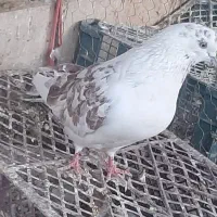 کفتر درجه یک واکسن زده