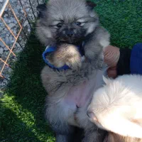 پامرخرسی عروسکی|سگ|محمدیه-قزوین, |دیوار