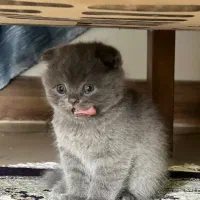 فروش گربه ی اسکاتیش