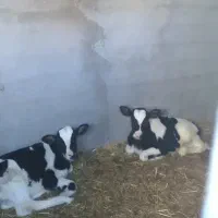 گاو شیری|حیوانات مزرعه|رادکان, |دیوار