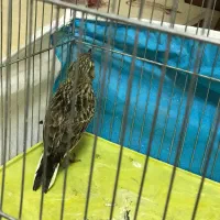 سهره خاکی یا طوقه|پرنده|خوی, |دیوار