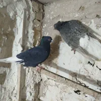 حدود۳۵عدد کفترتهرانی وشهرستانی وتهرانی بفروش میرسد