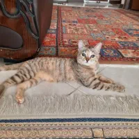 واگذاری گربه