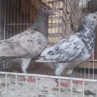 کبوتر ارتشی سرور پلاکی اصل