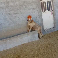 بره تخمی|حیوانات مزرعه|ایذه, |دیوار