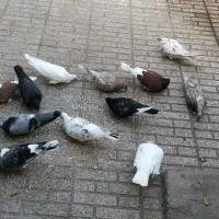 کبوتر
