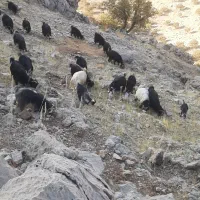 فروش ۴۰عددبز گون ۳عددبعده تخمی ۱۴عددتیشتر