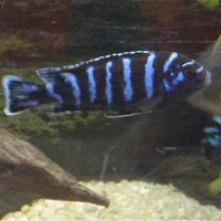 سیچلاید آفریقایی و آمریکایی|ماهی|بیرجند, |دیوار