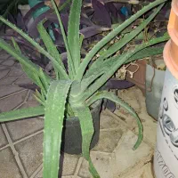 گیاه آلوورا|گل و گیاه طبیعی|آبدانان, |دیوار