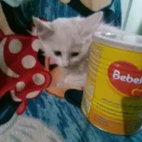 گربه دوماهه بریتیش|گربه|خوی, |دیوار