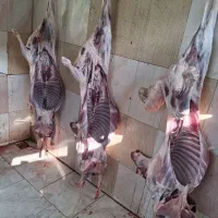 گوسفند زنده نوشهر و حومه.
