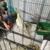 عروس لتینو مولد|پرنده|قم, شهرک مهدیه (مدرس)|دیوار